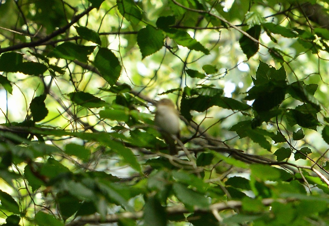 Vireo Ojirrojo - ML620303359