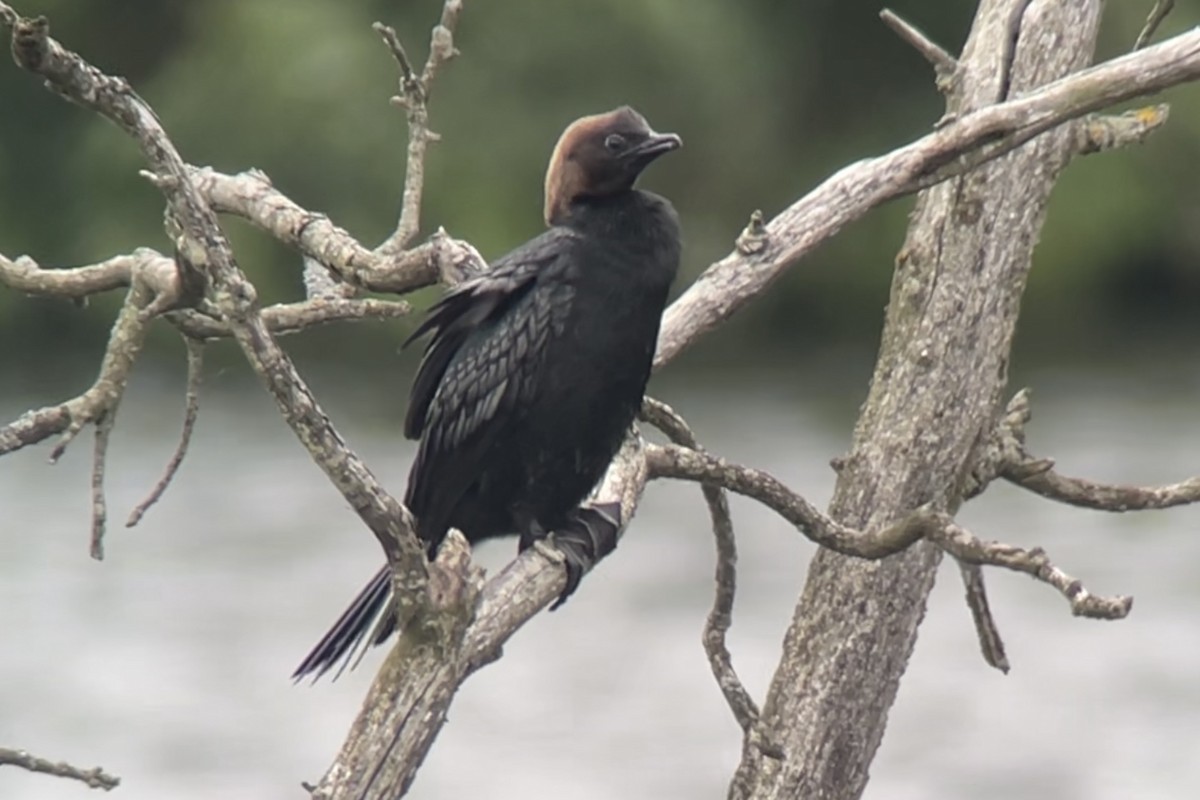 Pygmy Cormorant - ML620303362