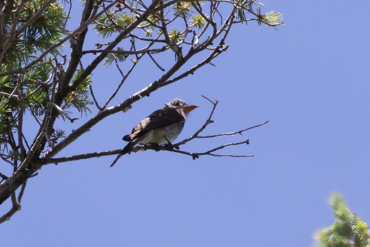 Greater Pewee - ML620303364