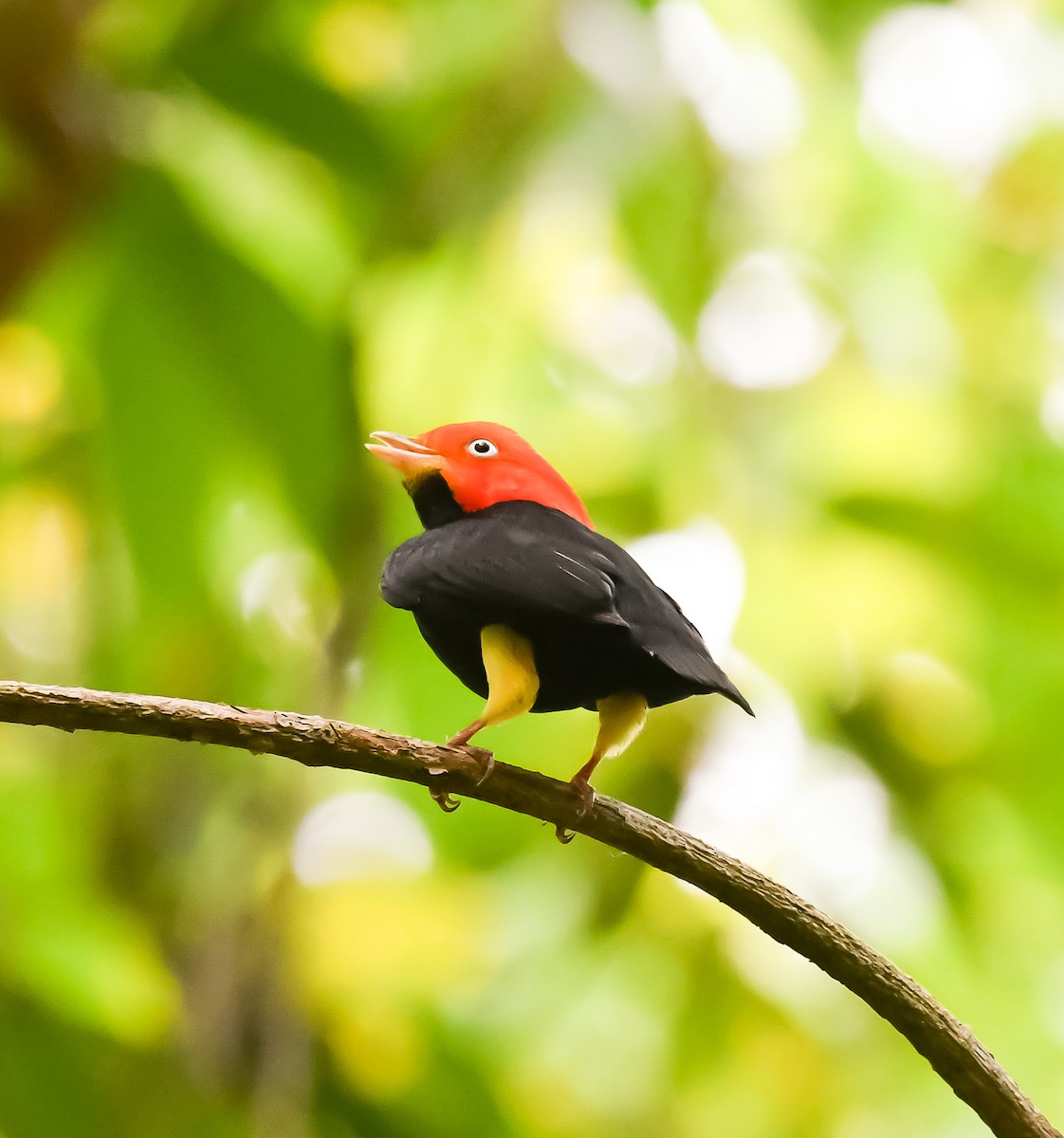 Red-capped Manakin - ML620303370