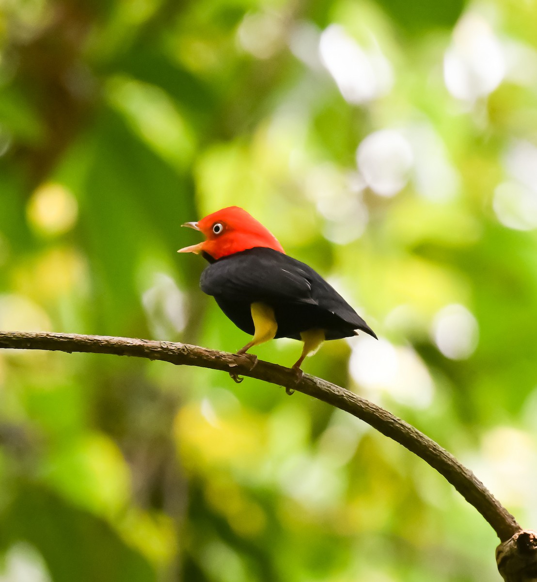 Red-capped Manakin - ML620303371