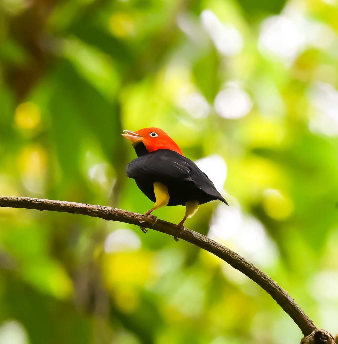 Red-capped Manakin - ML620303372