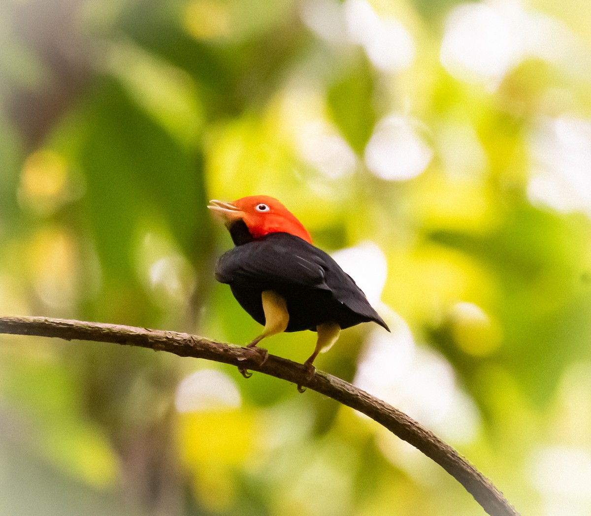 Red-capped Manakin - ML620303373