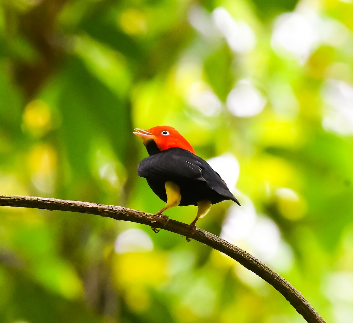 Red-capped Manakin - ML620303374