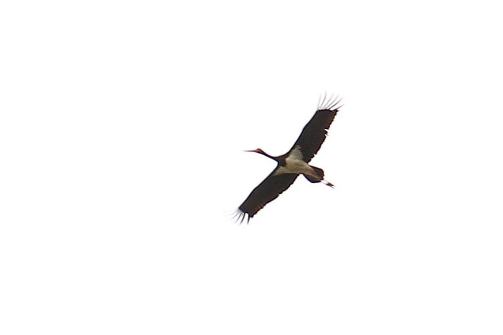 Black Stork - ML620303376