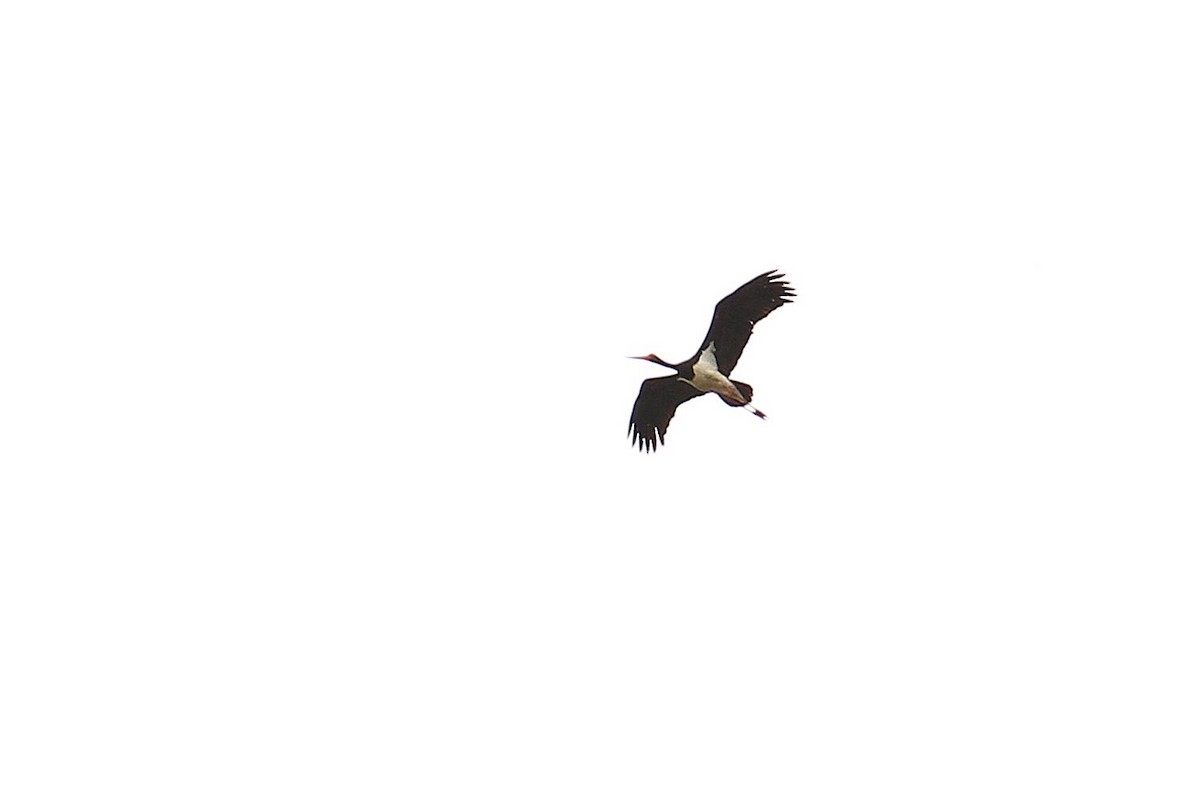 Black Stork - ML620303377