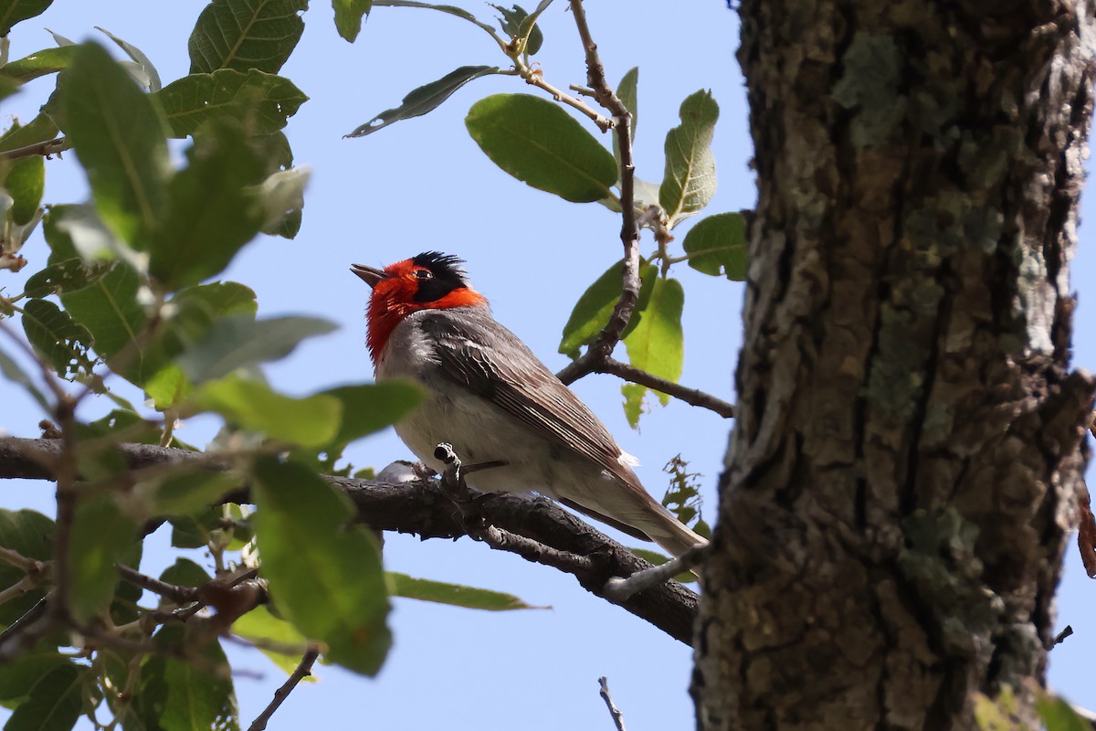 Red-faced Warbler - ML620303378