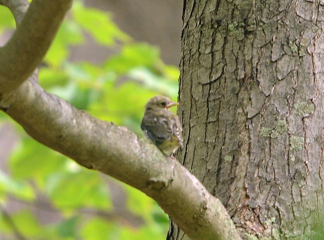 Scarlet Tanager - ML620303380