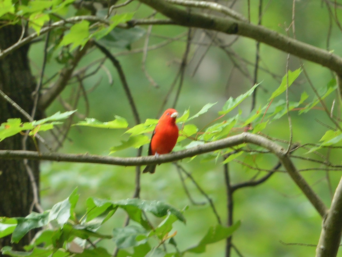 Scarlet Tanager - ML620303381