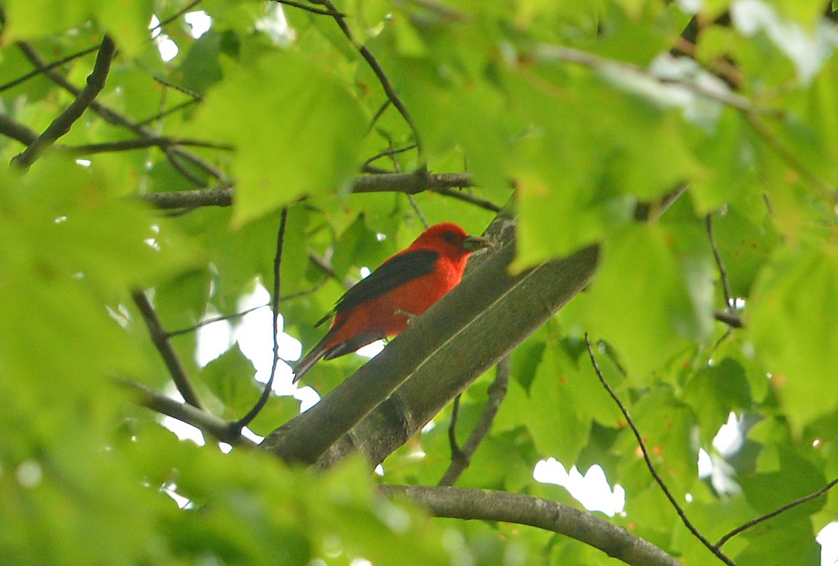 Scarlet Tanager - ML620303382
