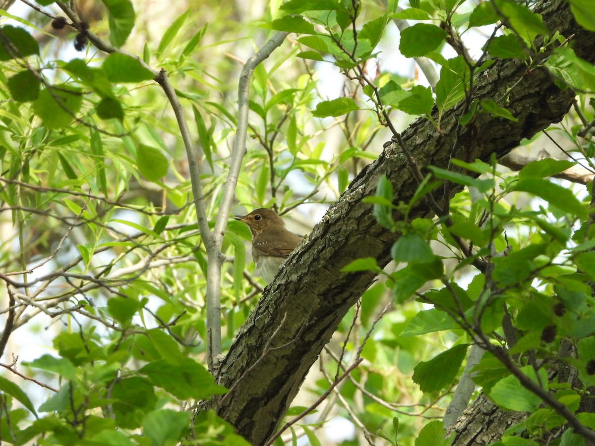 Swainson's Thrush - ML620303384