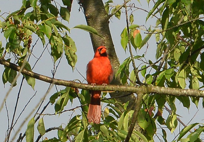 Cardinal rouge - ML620303390