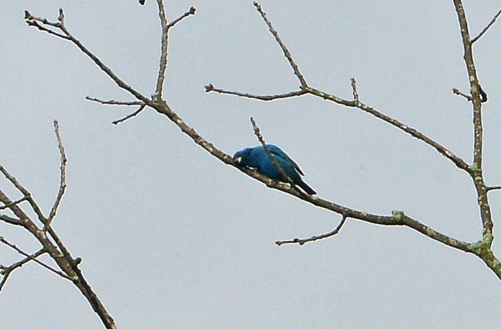 Indigo Bunting - ML620303392