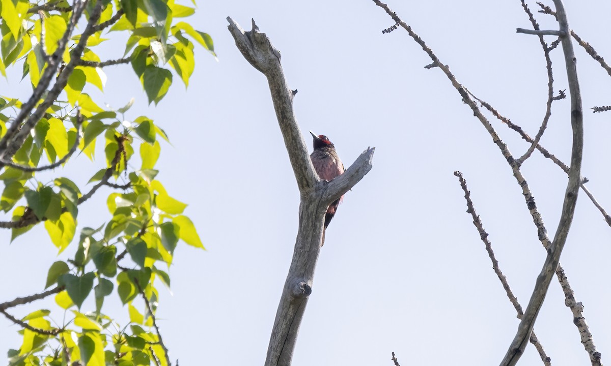 Lewis's Woodpecker - ML620303394