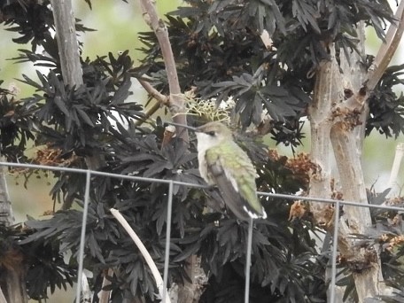 Black-chinned Hummingbird - ML620303399