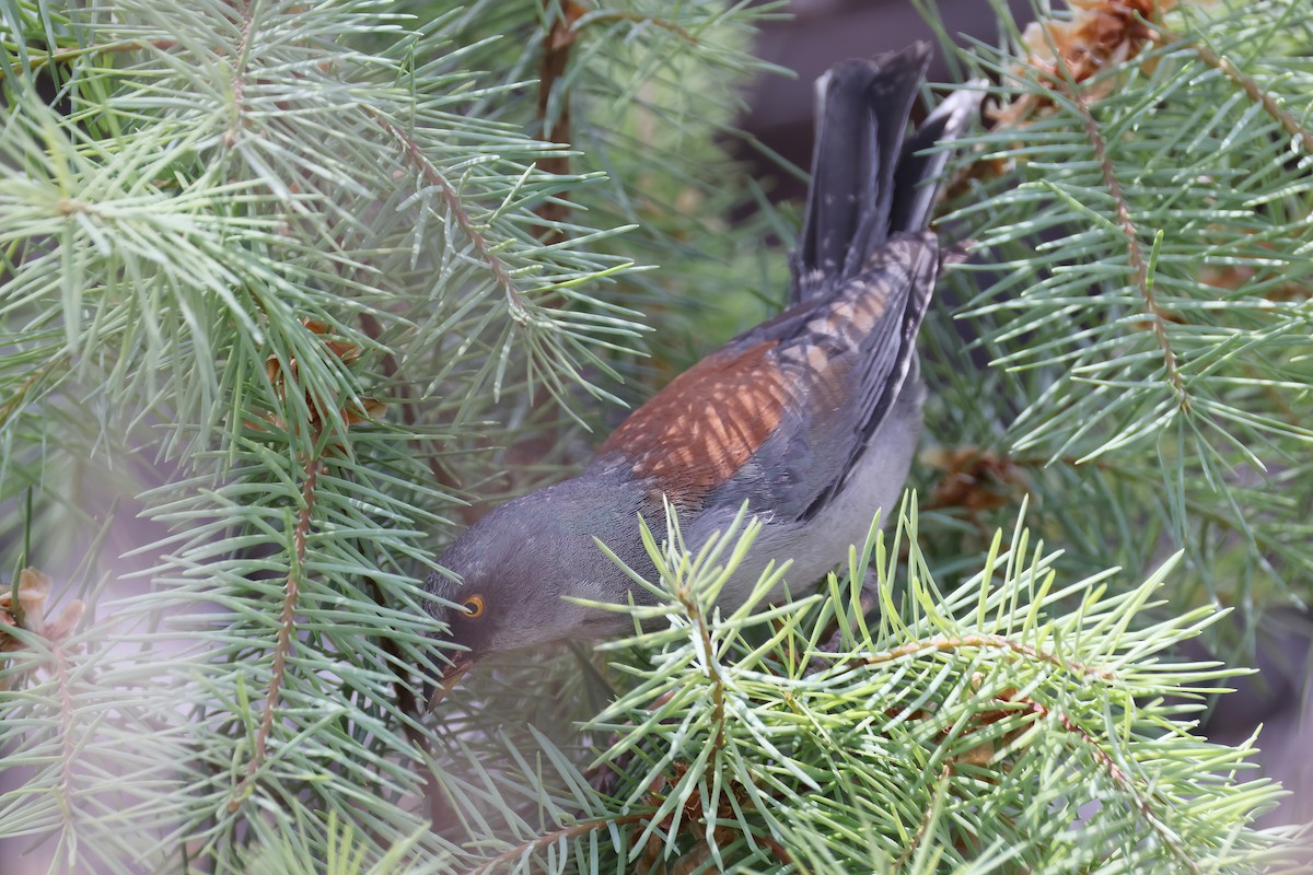 Yellow-eyed Junco - ML620303401