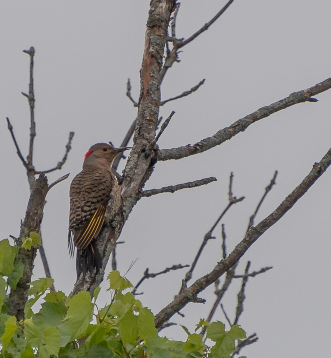 Northern Flicker - ML620303404