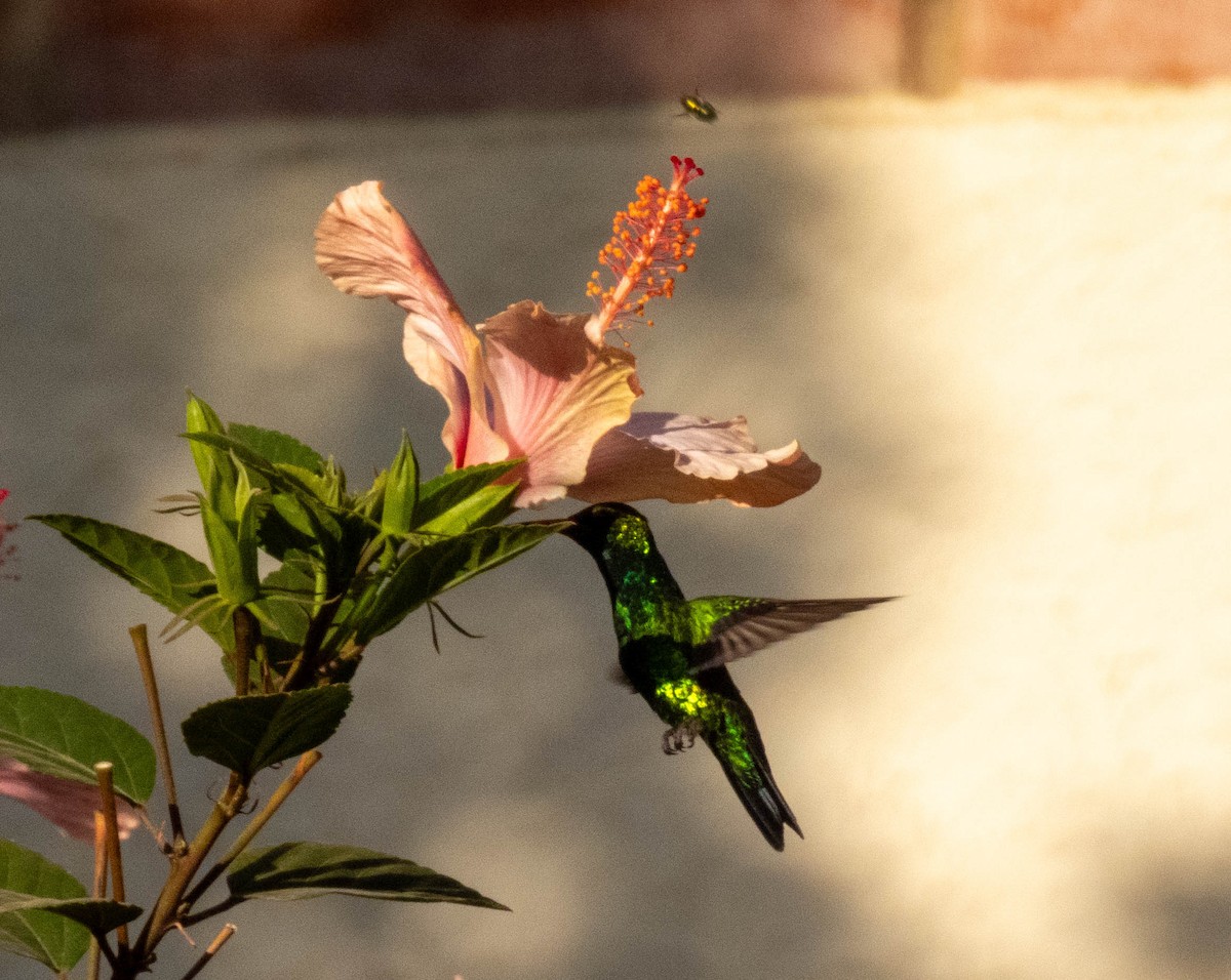 kolibřík lesklobřichý - ML620303409