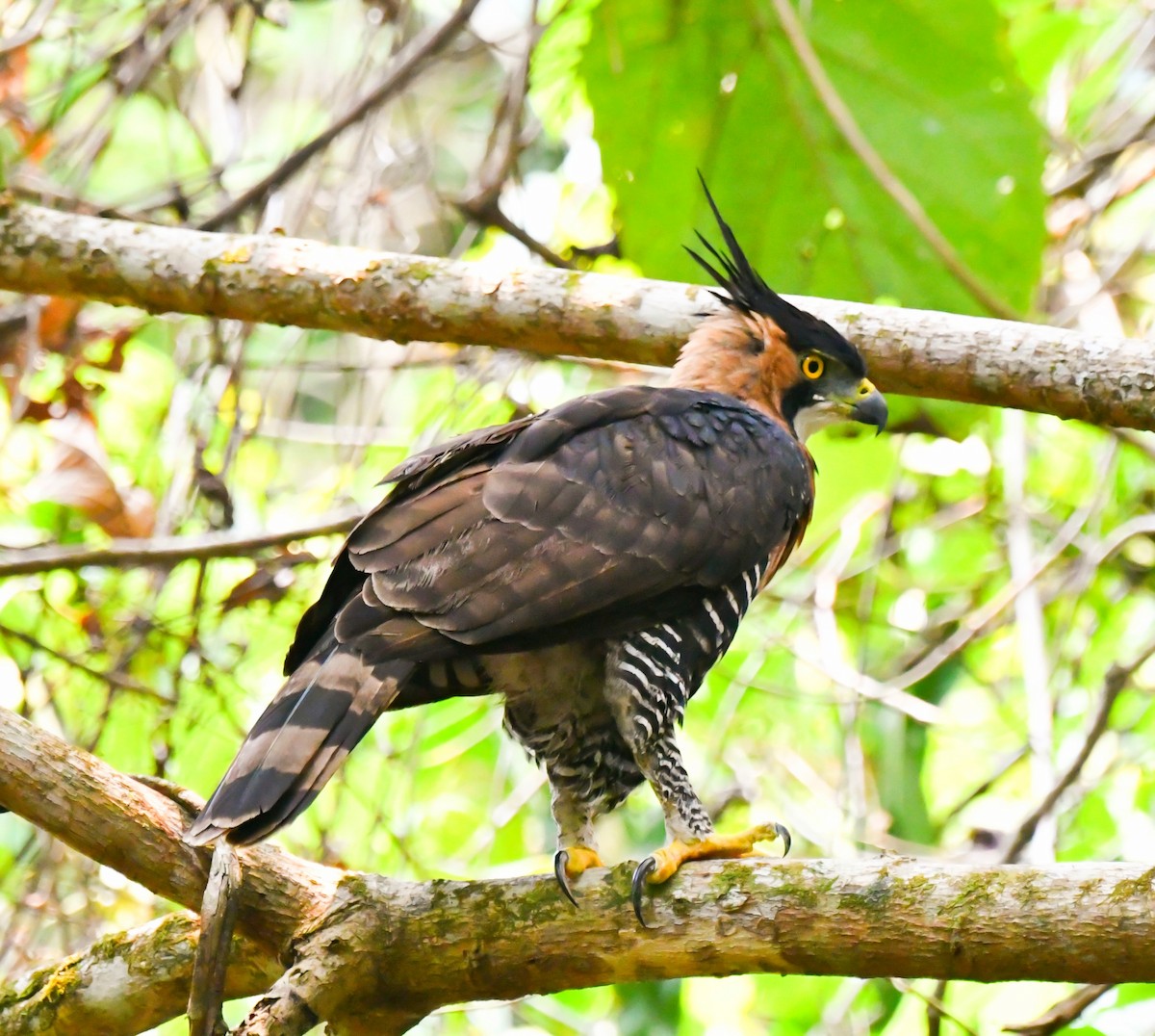 Ornate Hawk-Eagle - ML620303410