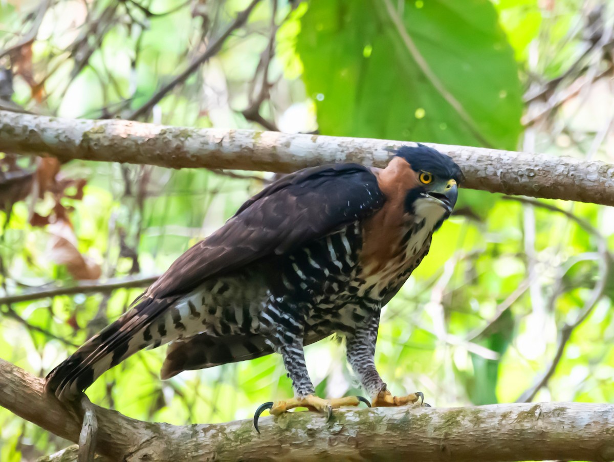 Ornate Hawk-Eagle - Abimael Moralez