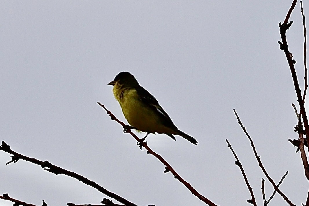 Lesser Goldfinch - ML620303421