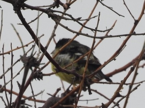 Lesser Goldfinch - ML620303422