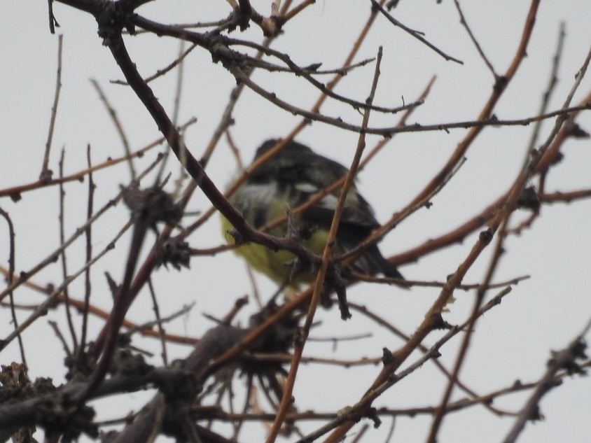 Lesser Goldfinch - ML620303424