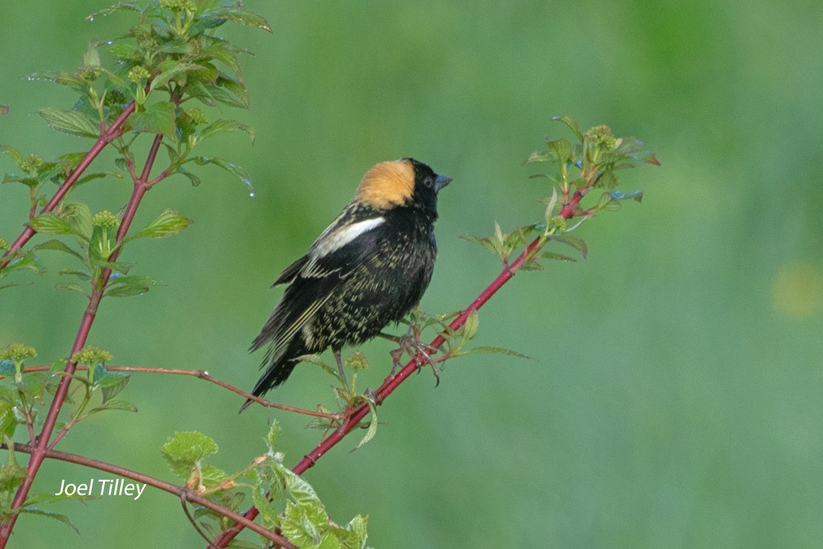 bobolink americký - ML620303427