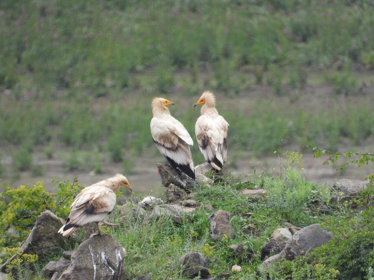 Egyptian Vulture - ML620303431