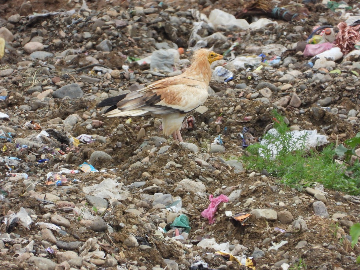 Egyptian Vulture - ML620303434