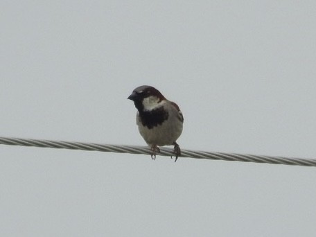 House Sparrow - ML620303436