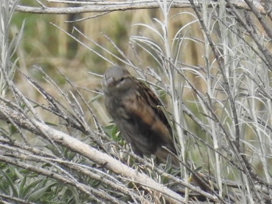 House Sparrow - ML620303437