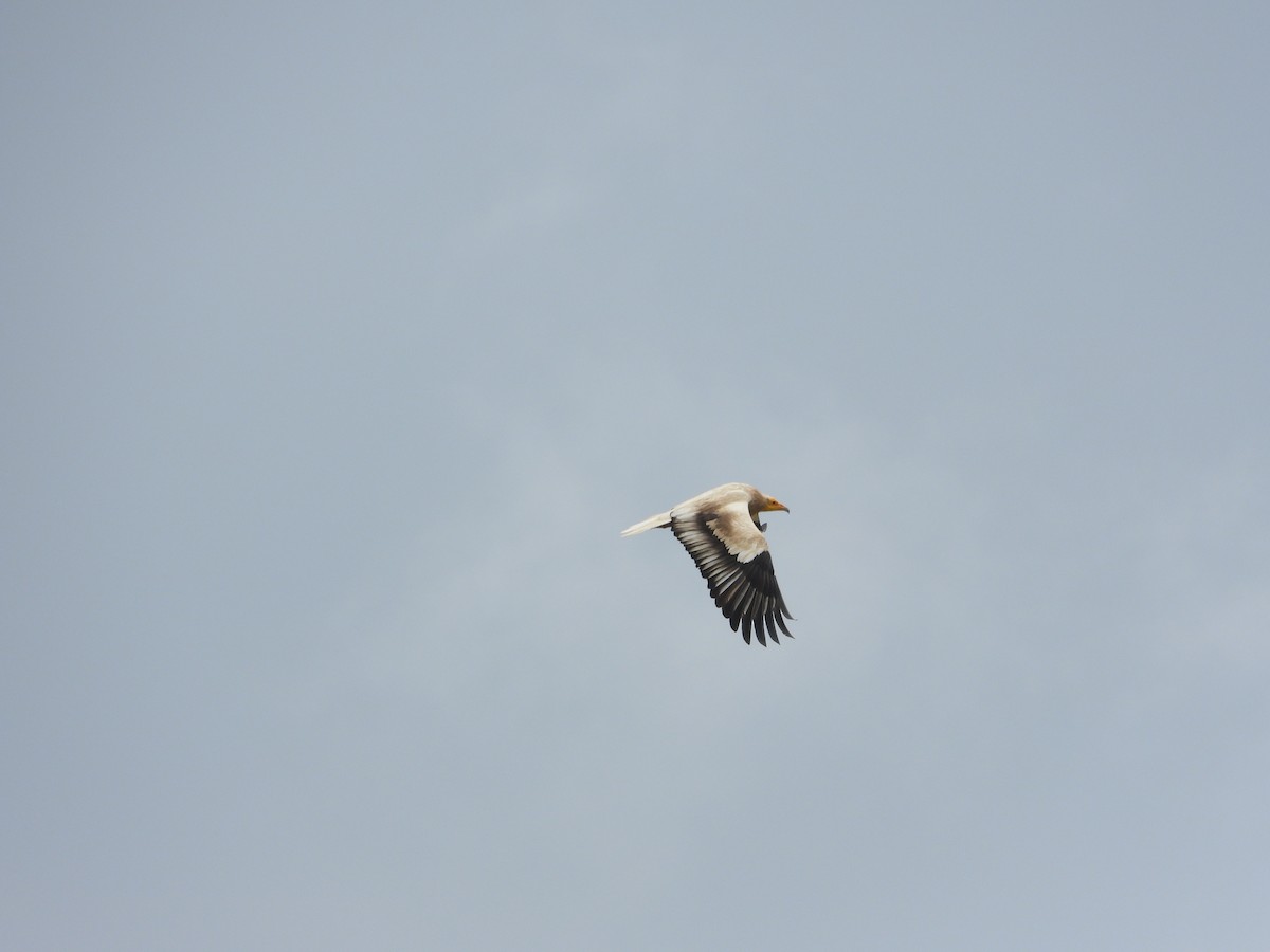 Egyptian Vulture - ML620303441