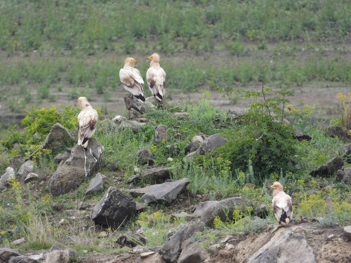 Egyptian Vulture - ML620303445