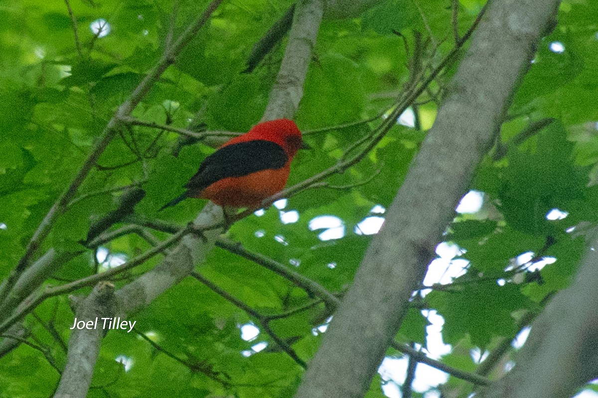 Scarlet Tanager - ML620303448