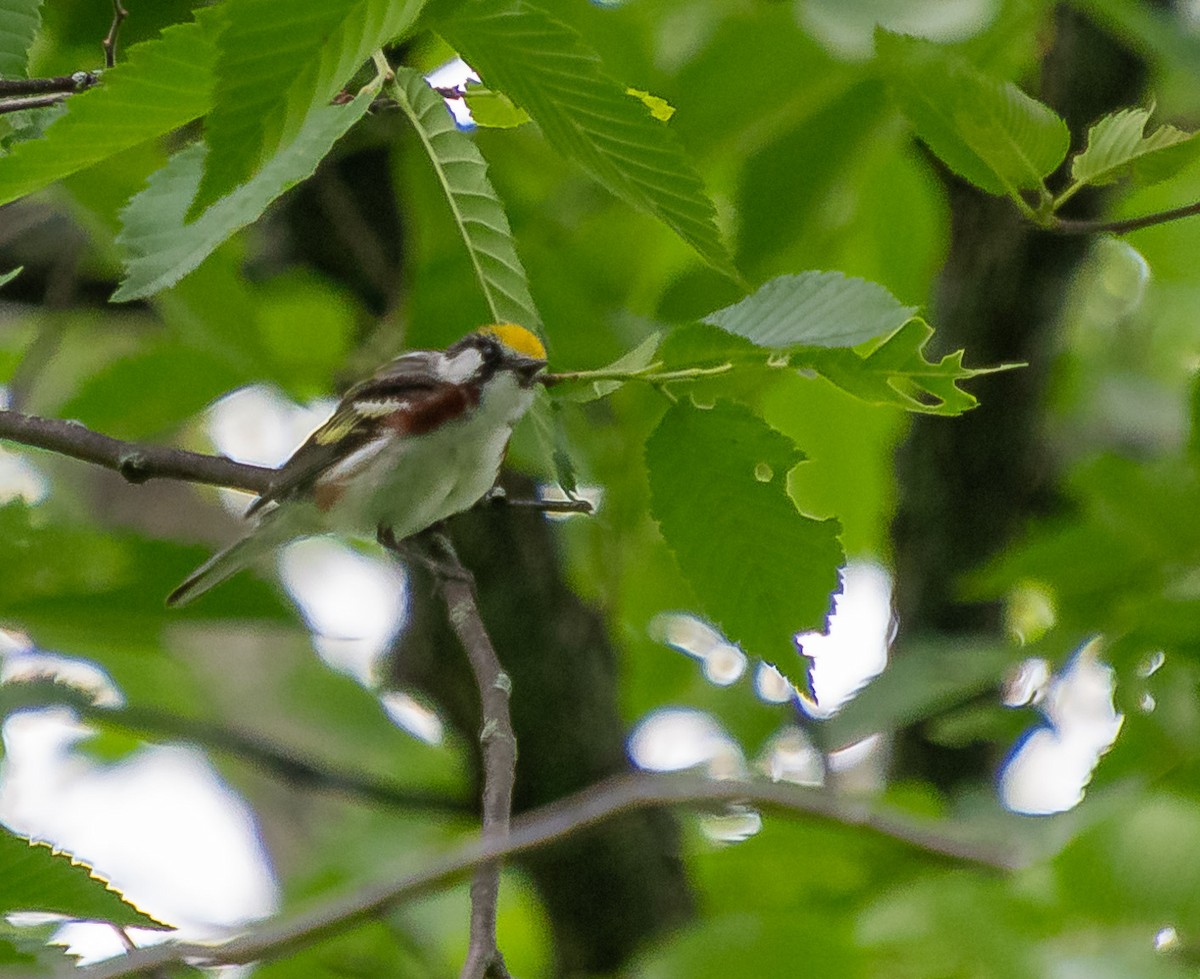 Chestnut-sided Warbler - ML620303451