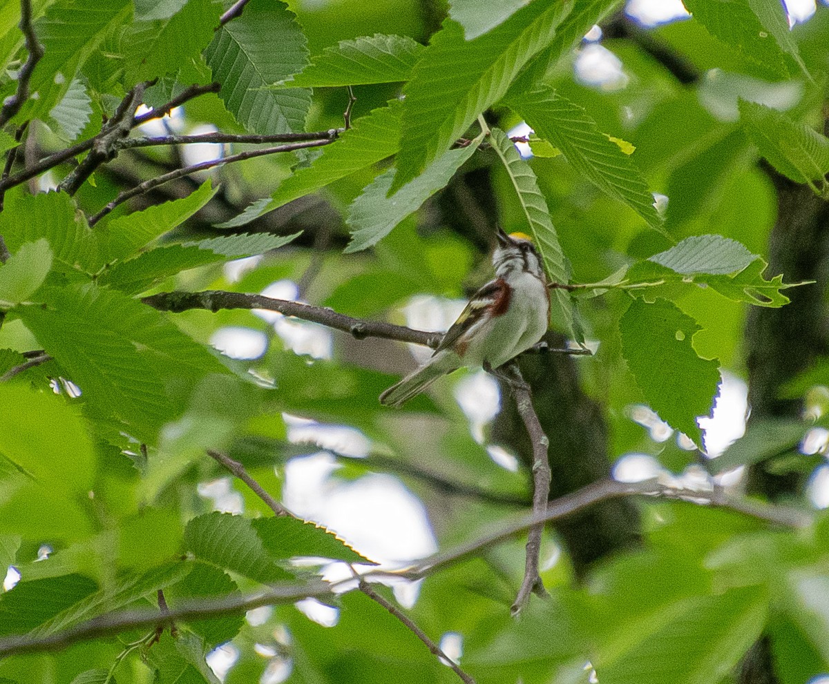 Chestnut-sided Warbler - ML620303452