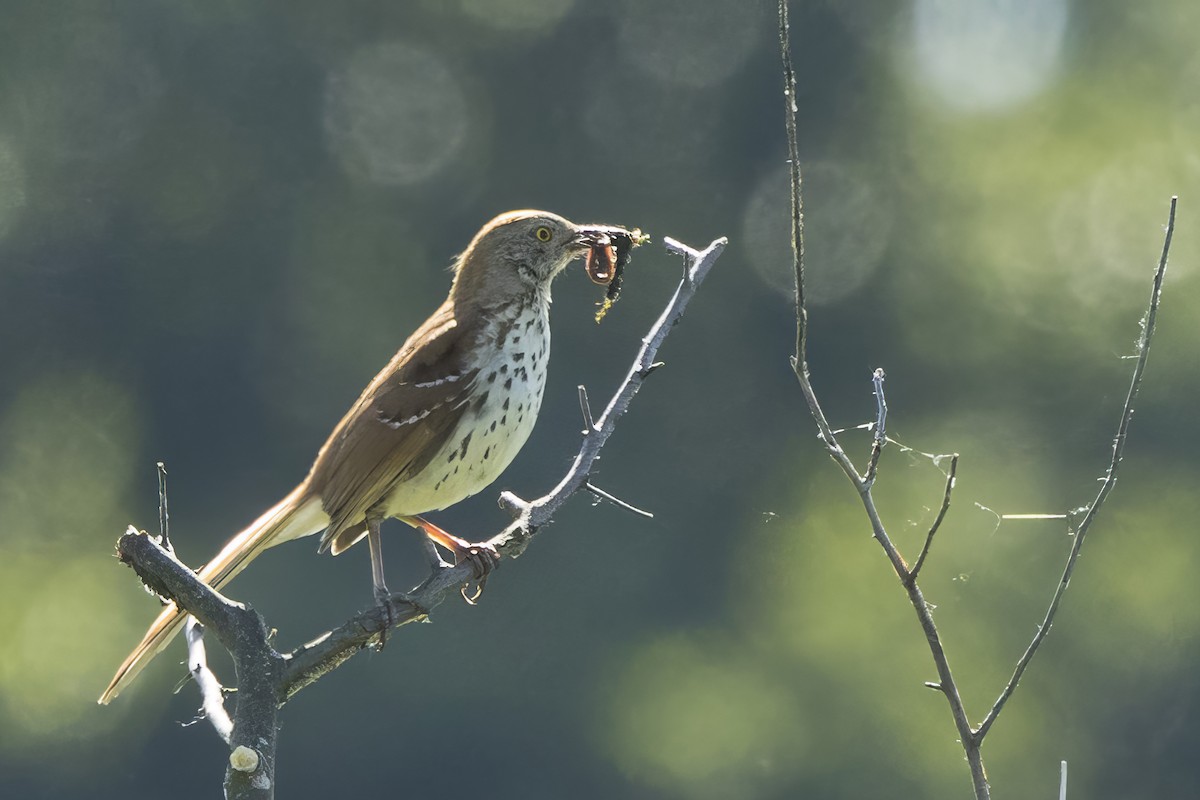 Brown Thrasher - ML620303456