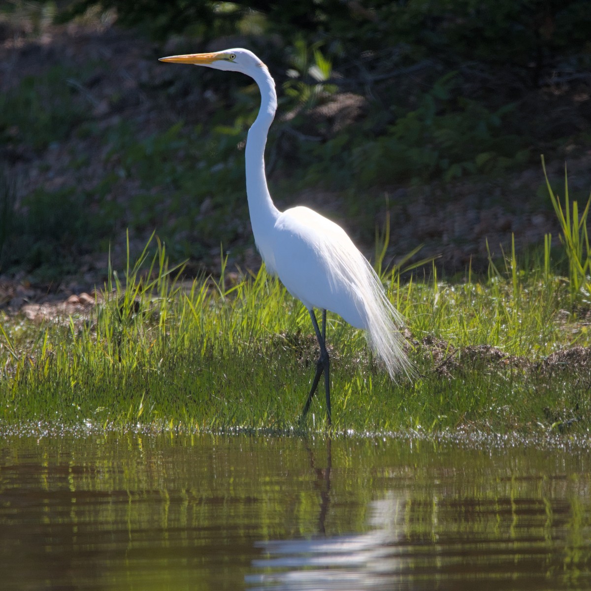 Большая белая цапля (egretta) - ML620303463