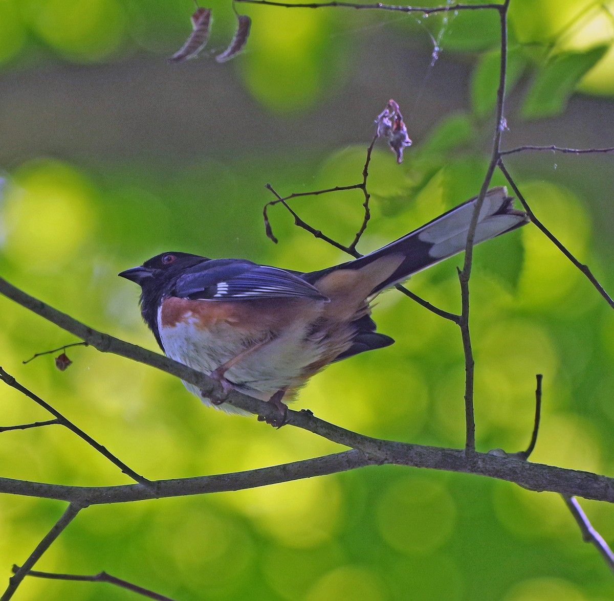 ワキアカトウヒチョウ - ML620303468