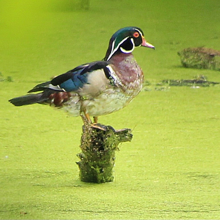 Wood Duck - ML620303469