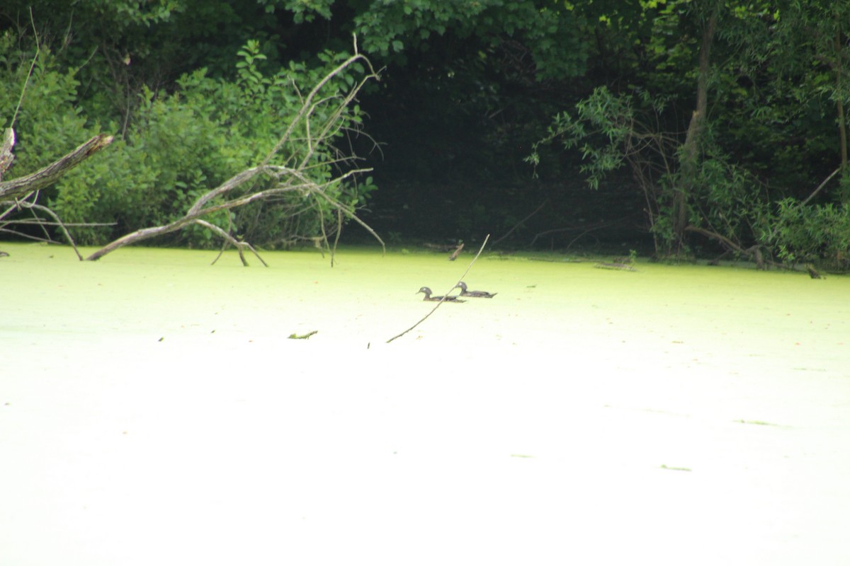 Wood Duck - ML620303472