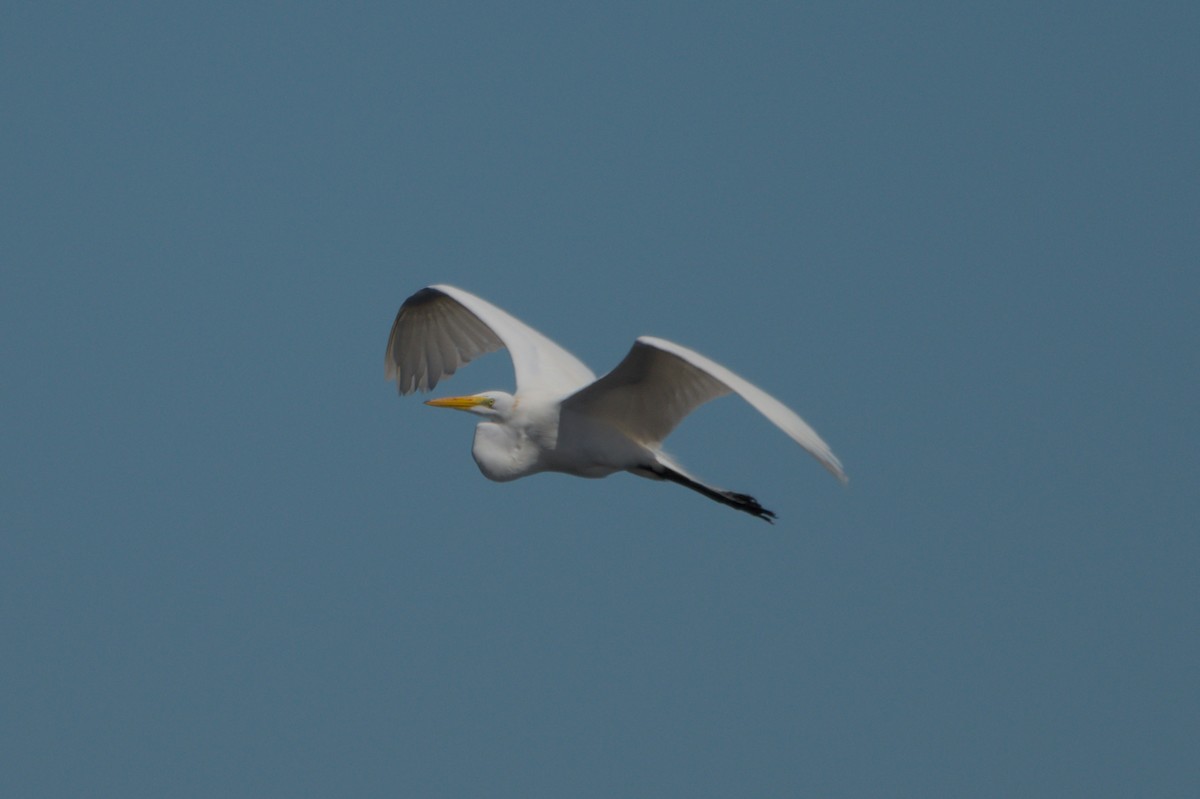 volavka bílá (ssp. egretta) - ML620303474