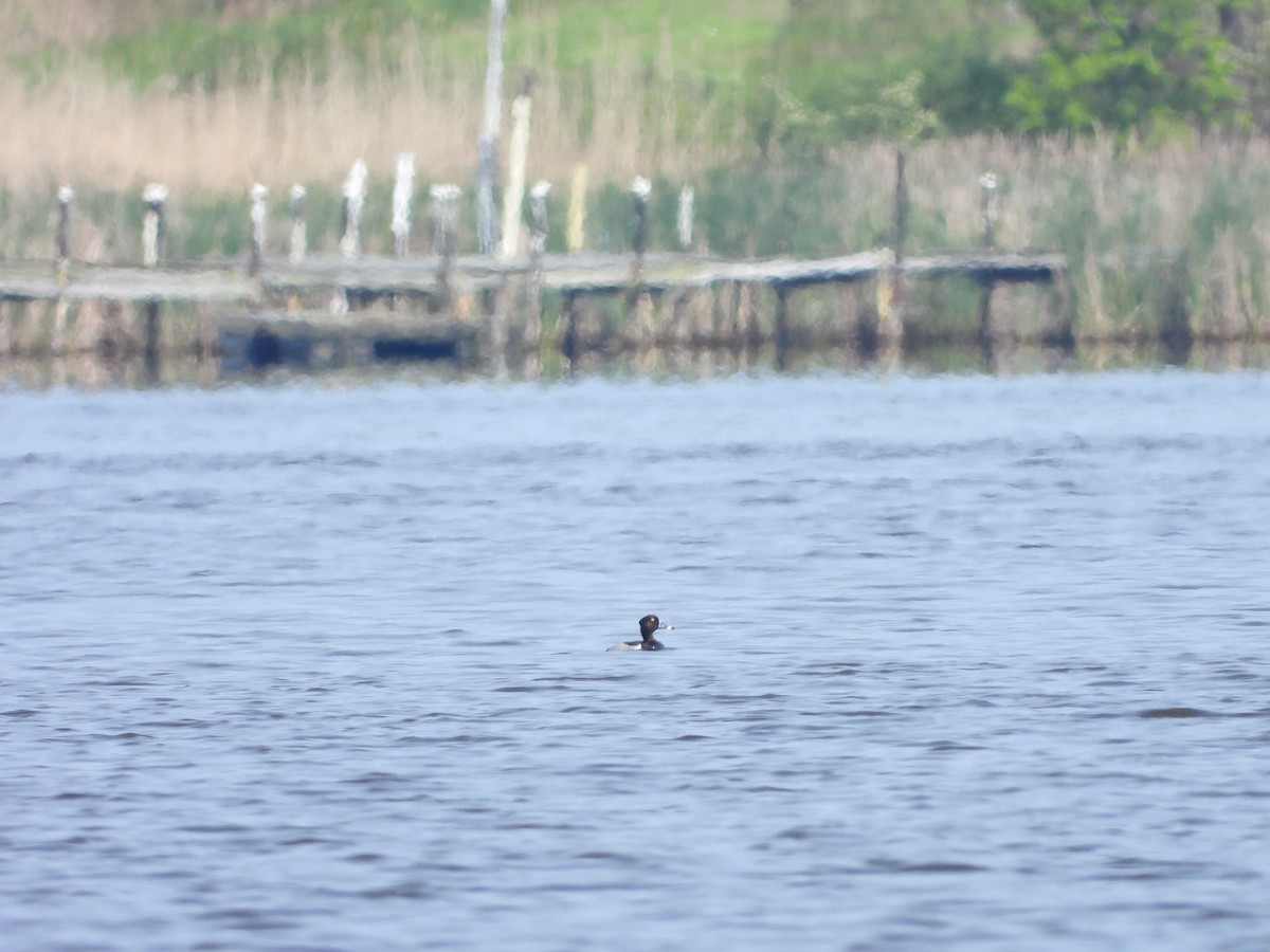 Ring-necked Duck - ML620303476