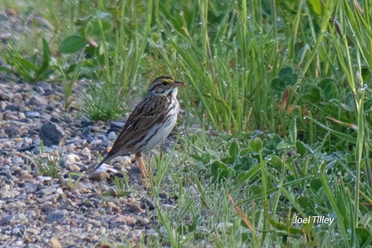 Savannah Sparrow - ML620303478