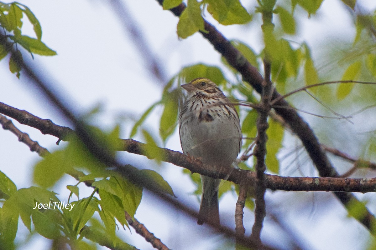 Savannah Sparrow - ML620303479