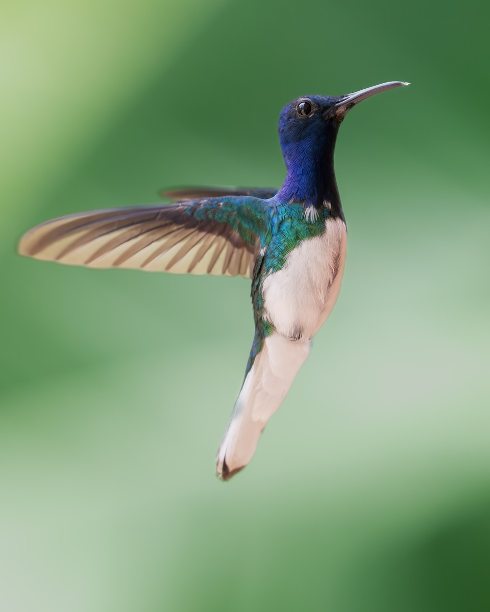 White-necked Jacobin - ML620303489