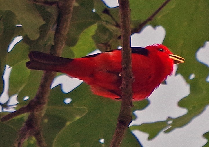 Scarlet Tanager - ML620303492