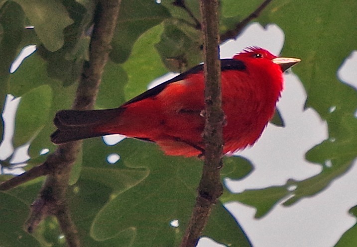 Scarlet Tanager - ML620303493