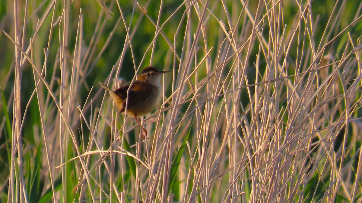 Marsh Wren - Ken MacDonald